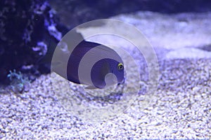 Goldring bristletooth