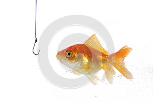 Golds fish and empty hook