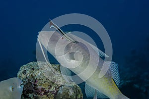 Goldsaddle goatfish with cleanerfish
