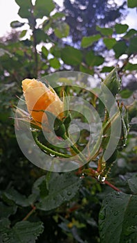 Goldspatz rose bud after rain.