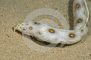 Goldspotted eel - Bonaire