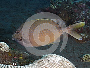 Goldspotted spinefoot
