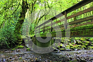 Moss covered bridge over rain forest creek