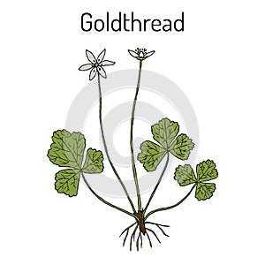 Goldthread Coptis chinensis , or canker root, medicinal plant