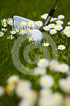 Golf ball and club between daisy flowers on the go