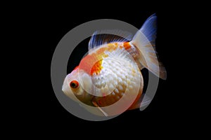 Golf ball goldfish pearlscale