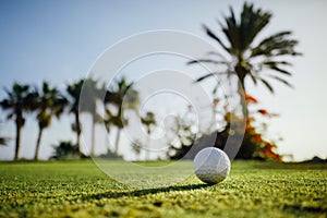 Golf ball on green grass, palm trees background