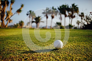 Golf ball on green grass, palm trees on the background