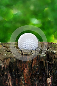 The golf ball hit the stump. Hobby, wildlife