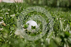 Golf ball lies in green grass