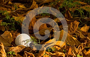 Golf ball lost in the rough