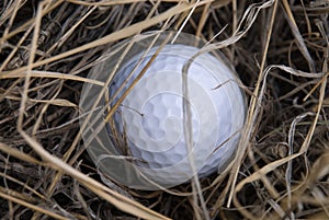 Golf ball in the rough