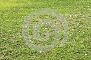 Golf ball in the rough