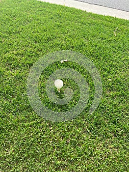 a golf ball sitting on the ground with grass in the foreground