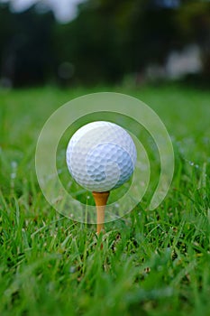 Golf ball and tee with gold course background ready to tee off