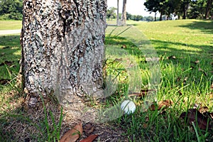 Golf Ball at Tree Bottom