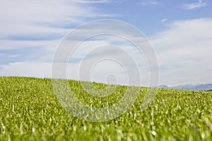 Golf course in Belek. Green grass on the field. Blue sky, sunny