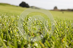 Golf course in Belek. Green grass on the field. Blue sky, sunny