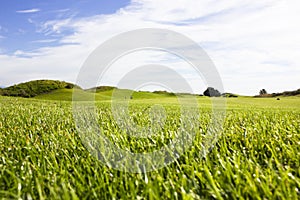 Golf course in Belek. Green grass on the field. Blue sky, sunny