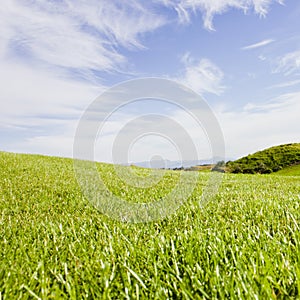 Golf course in Belek. Green grass on the field. Blue sky, sunny