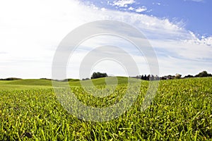 Golf course in Belek. Green grass on the field. Blue sky, sunny