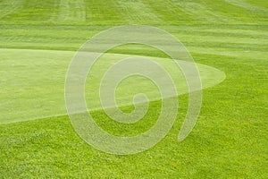 Golf course. green field background