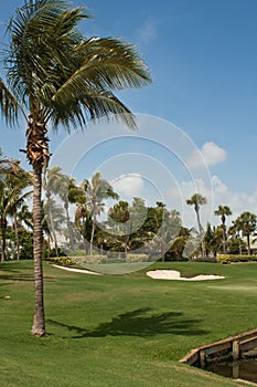 Golf Course Green in Florida 4