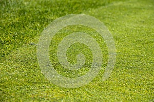 Golf Course green grass background.