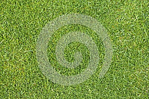 Golf Course green grass background.