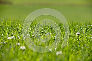 Golf Course green grass background.