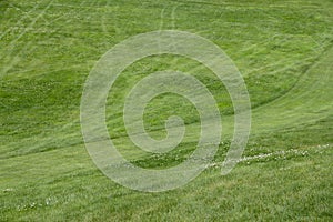 Golf Course green grass background.