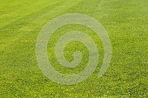 Golf Course green grass background