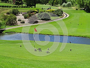 Golf course landscape with ducks