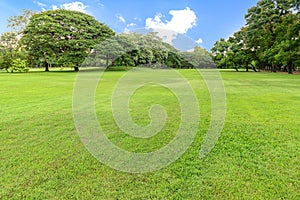 Golf course landscape with tree