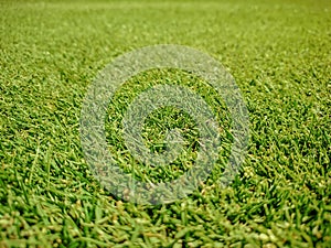 Golf course, natural green grass