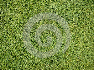 Golf course, natural green grass