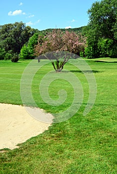 Golf course, sand pit, pink flowering tree