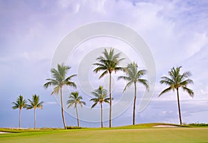 Golf course sunset with tropical palm trees