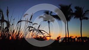 Golf course in the tropical island, beautiful sunset with palm trees silhouettes video