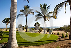 Golf court Mexico resort palm