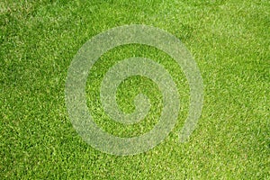 Golf grass