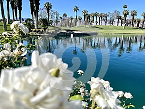 A golf green with water hazard