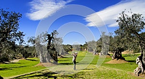 Golf player in the Olive Grove