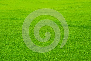 golf sport nature green fresh grass in the field background