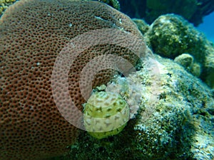 Golfball coral or small star coral Favia fragum and round starlet coral or massive starlet coral Siderastrea siderea undersea