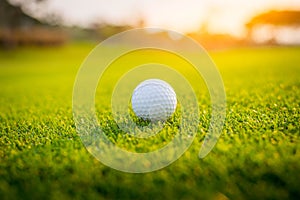 Golfer is putting golf ball on green grass at golf course for game with blur background