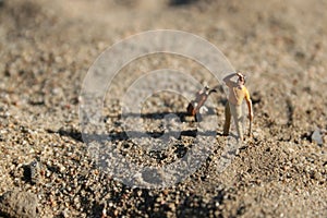 Golfer in a trap sand