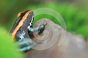 Golfodulcean poison dart frog