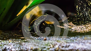 Golfodulcean poison dart frog, A endangered amphibian specie from Costa Rica