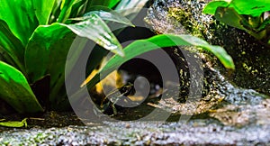 Golfodulcean poison dart frog sitting under a plant, a dangerous and venomous amphibian from Costa Rica photo